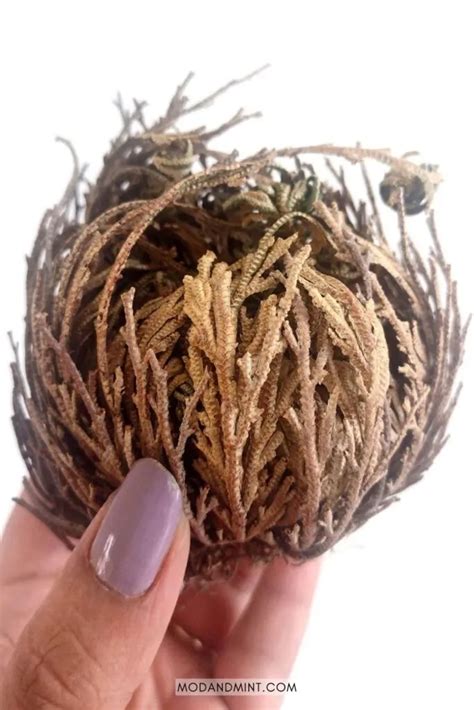 Rose of Jericho Care - How to Grow a Resurrection Plant