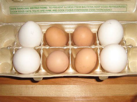 Brahma Chicken Egg Size Comparison | My XXX Hot Girl