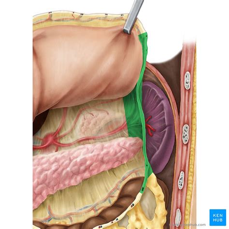 Ligaments of the gastrointestinal tract: Anatomy | Kenhub