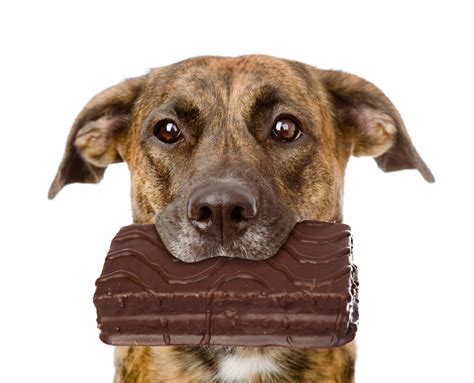 Can Dogs Eat Chocolate?