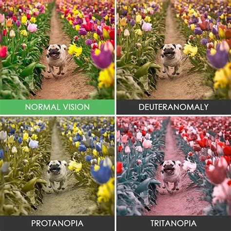 These Photos Show What It Looks Like To Be Colorblind | FREEYORK