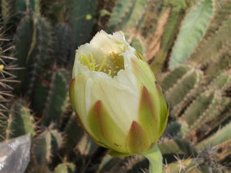 7 Beautiful Cacti to Grow in Hawaii - A-Z Animals