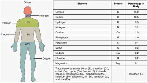 Science Doing: Human body and Theseus paradox