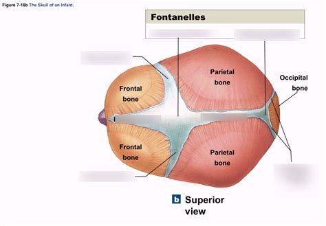 Infant skull - sutures & fontanelles Diagram | Quizlet