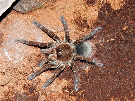 Goliath Birdeater Tarantula Fangs