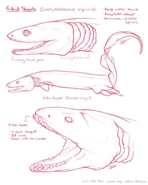 Elizabeth Moss - Illustrator (Sketching frilled sharks.) | Frilled ...