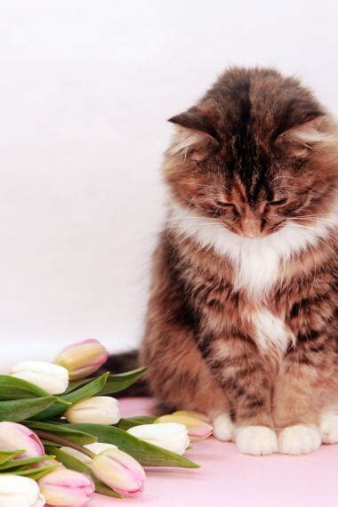 Cat Depression Signs: Causes, Symptoms & Treatment – MrFluffyFriend™