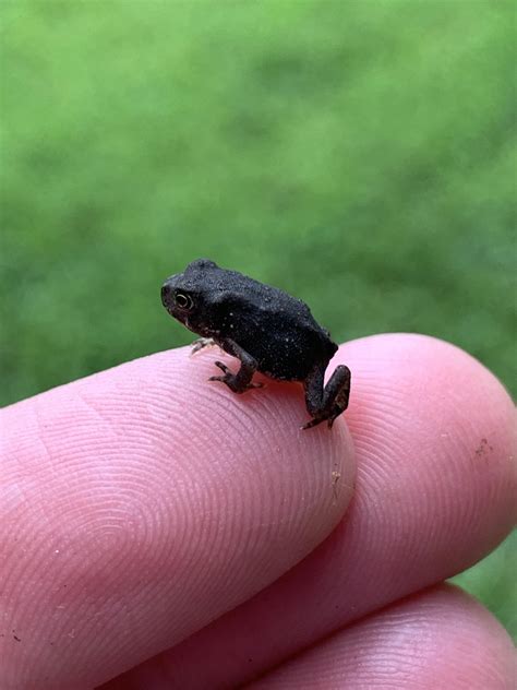 Tiny toad found in NJ : r/Toads