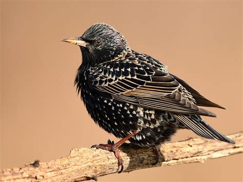 Female Starlings (Identification Guide) | Birdfact