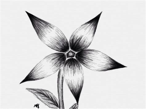 Drawing Pictures Of Flowers That Are Easy at PaintingValley.com | Explore collection of Drawing ...