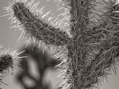 Cacti, int the desert | Smithsonian Photo Contest | Smithsonian Magazine