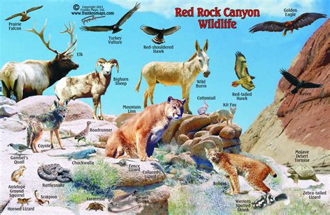 Red Rock Canyon Wildlife Card – Franko Maps