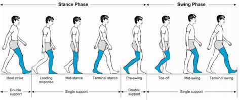 Phases of the normal gait cycle | Download Scientific Diagram