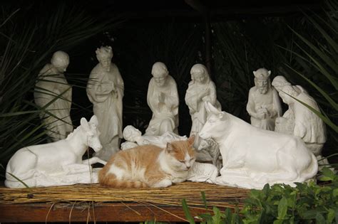 A cat in the Nativity scene. | Christmas cats, Funny cats, Funny christmas pictures