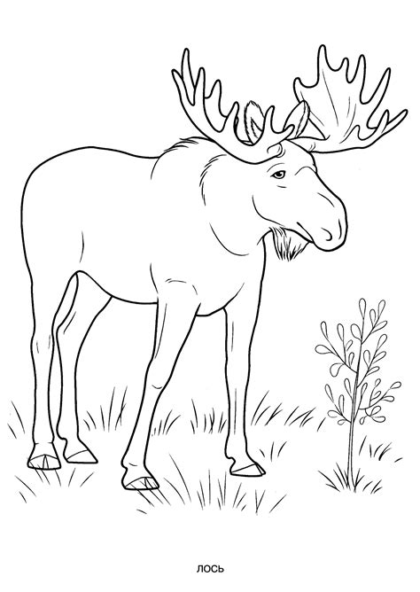 Wild animals coloring pages for kids to print for free