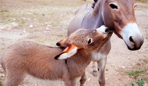 Can Donkeys Reproduce? - Helpful Horse Hints