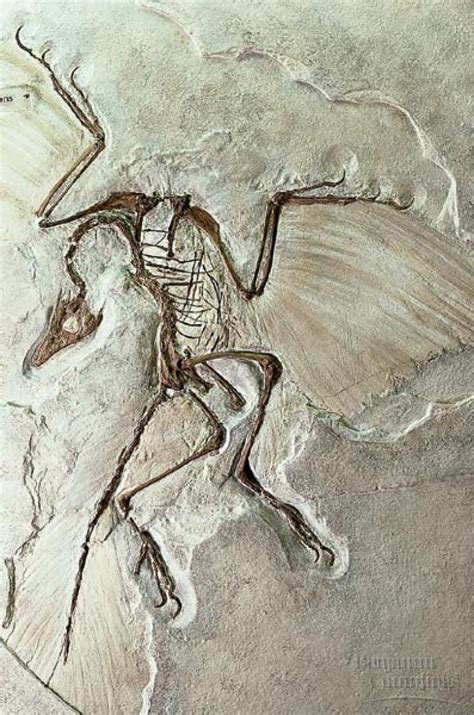 Archaeopteryx | Fossils, Dinosaur fossils, Prehistoric animals