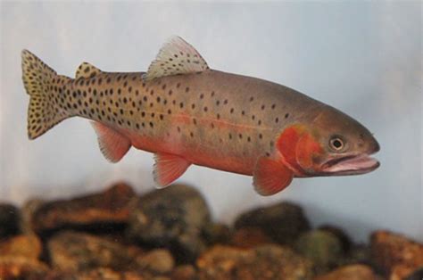 Bonneville Cutthroat Trout