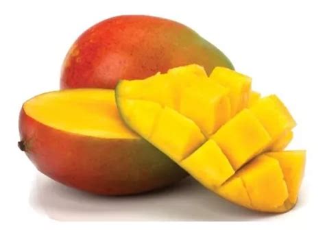 Arbol De Mango Enano Para Maceta Envios Dhl en venta en Cuernavaca Morelos por sólo $ 450.00 ...