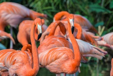 Gatorland Opening Hours | Plan Your Adventure Today!