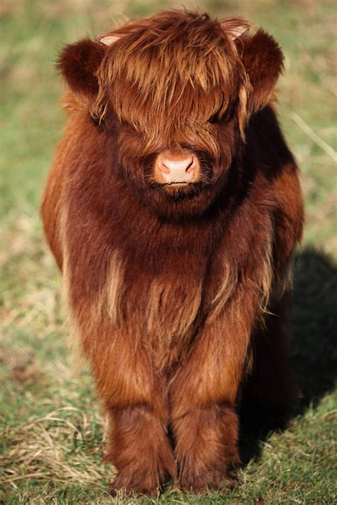 Cute-Baby-Highland-Cattle-Calves Baby Farm Animals, Baby Cows, Cute Little Animals, Cute Funny ...