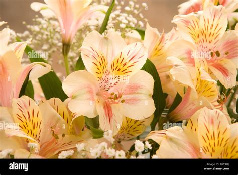 Iris flower arrangement Stock Photo - Alamy