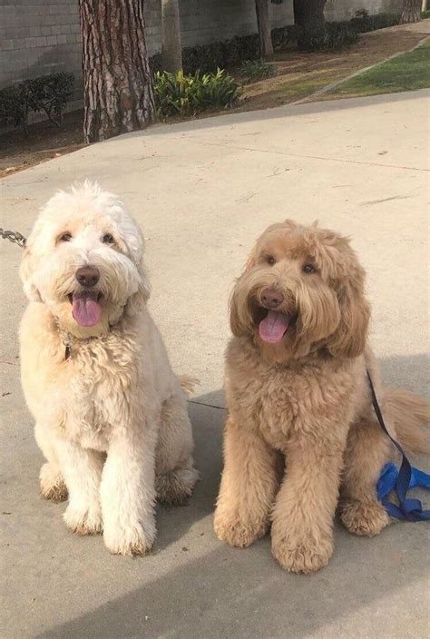 10 Things You Need to Understand If You Own A Goldendoodle – The Paws ...