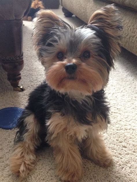 Yorkie puppy: Yorkies Haircuts, Yorkie Haircut, Yorkshire Terrier ...