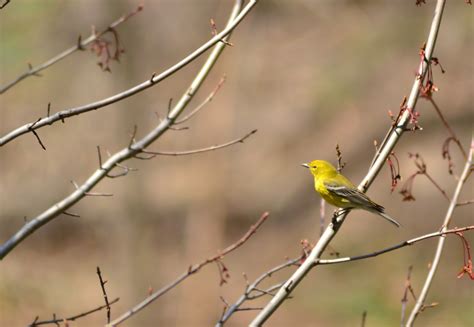 Pine Warbler – Feathered Focus