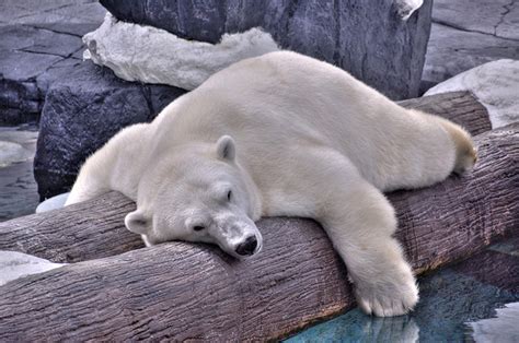 Hella Heaven: Polar bear napping on a log by Fred Voetsch