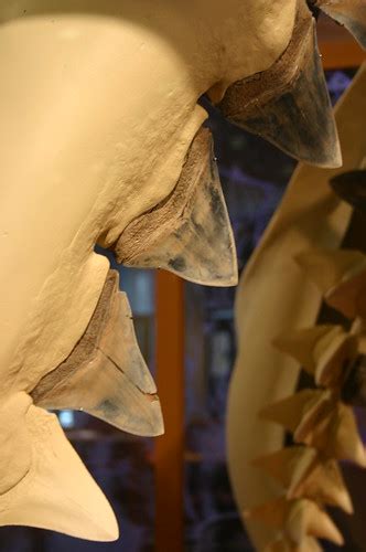 Ancestral Great White Shark Teeth | Carcharodon megalodon Vi… | Flickr