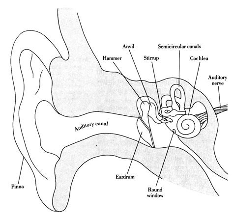 Label Diagram Of Human Ear Labeled Diagram Of Human Ear – Anatomy Human ...