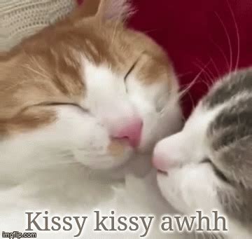 Kissy Cat - Imgflip