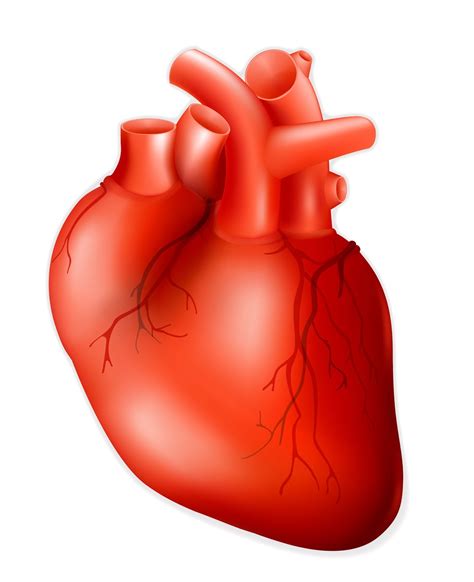 Stockillustraties Clipart Cartoons En Iconen Met Human Heart Anatomy | Images and Photos finder