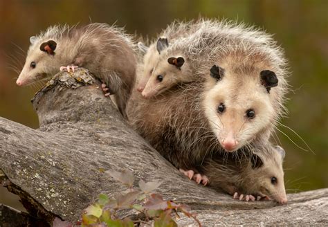 Opossum Trapping & Removal Service in Ann Arbor, Milford, Novi, Michigan -Pestez