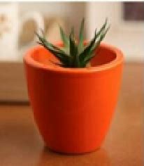 Buy Modern Round Orange Ceramic Planters - Set of 3 | Free Shipping — ChhajedGarden.com