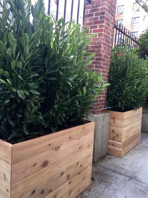 Custom cedar planters with evergreen shrubs for privacy. www ...