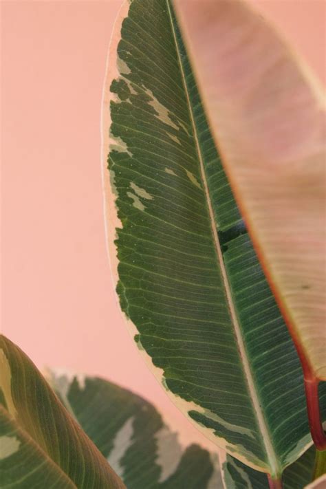 Tropical summer iPhone wallpaper | Plants, Greenhouse plants, Pretty plants