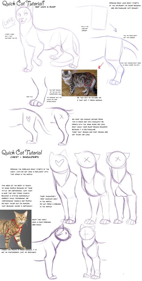 Quick Cat Anatomy Tutorial by AddictionHalfWay on DeviantArt