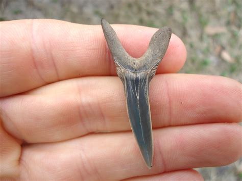 Rare Cretaceous Goblin Shark Tooth | Recently Sold | FOSSILS ...