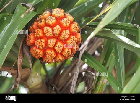 Close up of a Kewra flower (pandanus, screw pine, or Pandan) at Stock Photo: 69849142 - Alamy