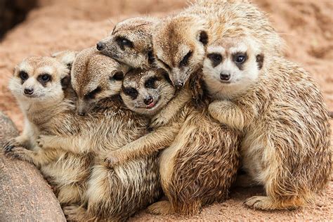 Amazing facts about Meerkat - Meerkat facts - Nature Speakz