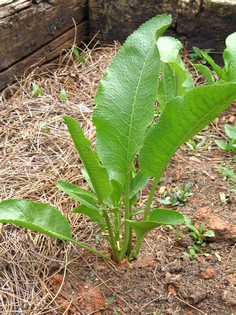 How to Grow and Harvest Horseradish