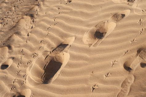 Footprints and Bird Traces on Desert Sand · Free Stock Photo