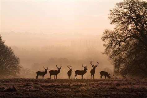 3 Custom Camera Settings for Wildlife & Sports Photography | Deer photography, Beautiful morning ...