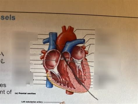 Heart Diagram | Quizlet