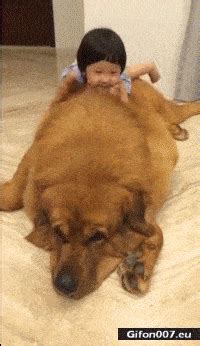 Gif 894: Funny Video, Big Dog, Child, Cuddle | Gifon007.eu