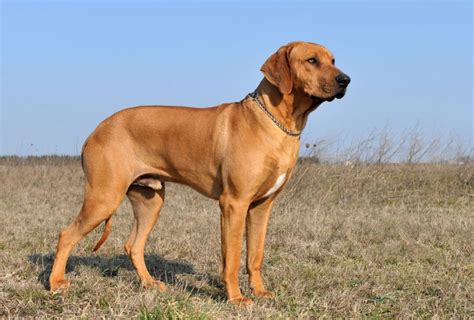 Rhodesian Ridgeback Growth Chart – Weight & Size By Age | PawLeaks