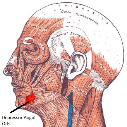 Depressor Anguli Oris Muscle | Overview, Attachments & Function | Study.com