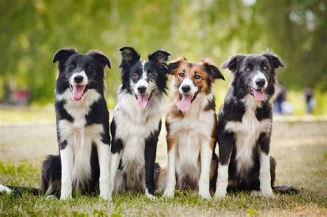 Border collie: High-energy dog that does best with people who have time